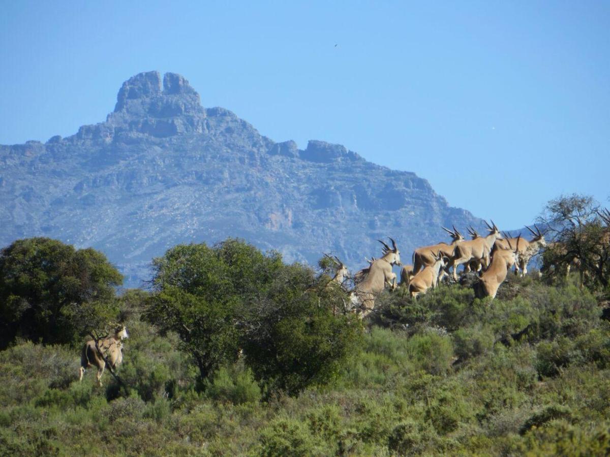 Rooiberg Wild Private Game Reserve ลาดิสมิธ ภายนอก รูปภาพ