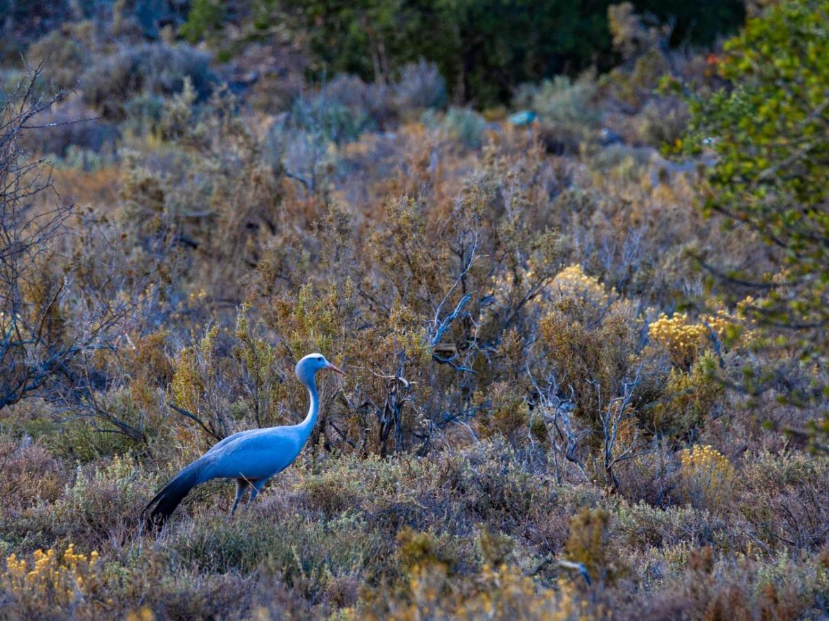 Rooiberg Wild Private Game Reserve ลาดิสมิธ ภายนอก รูปภาพ