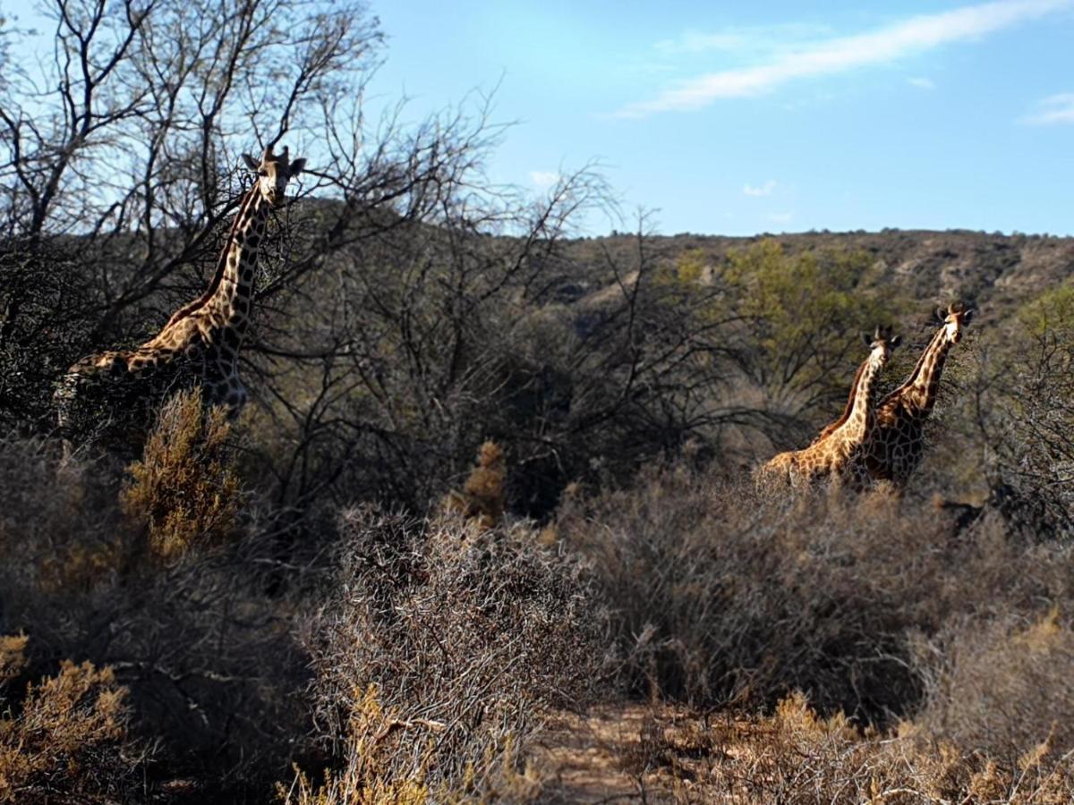 Rooiberg Wild Private Game Reserve ลาดิสมิธ ภายนอก รูปภาพ