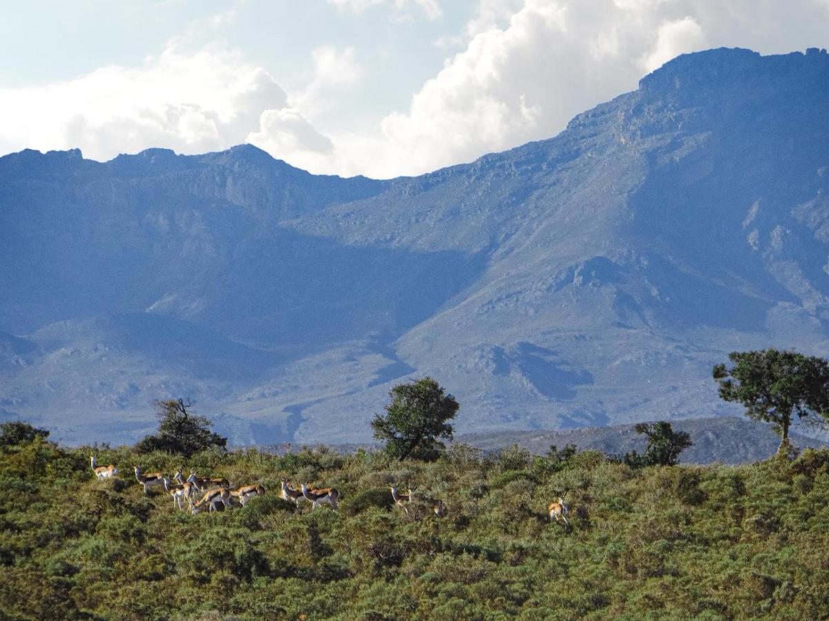Rooiberg Wild Private Game Reserve ลาดิสมิธ ภายนอก รูปภาพ