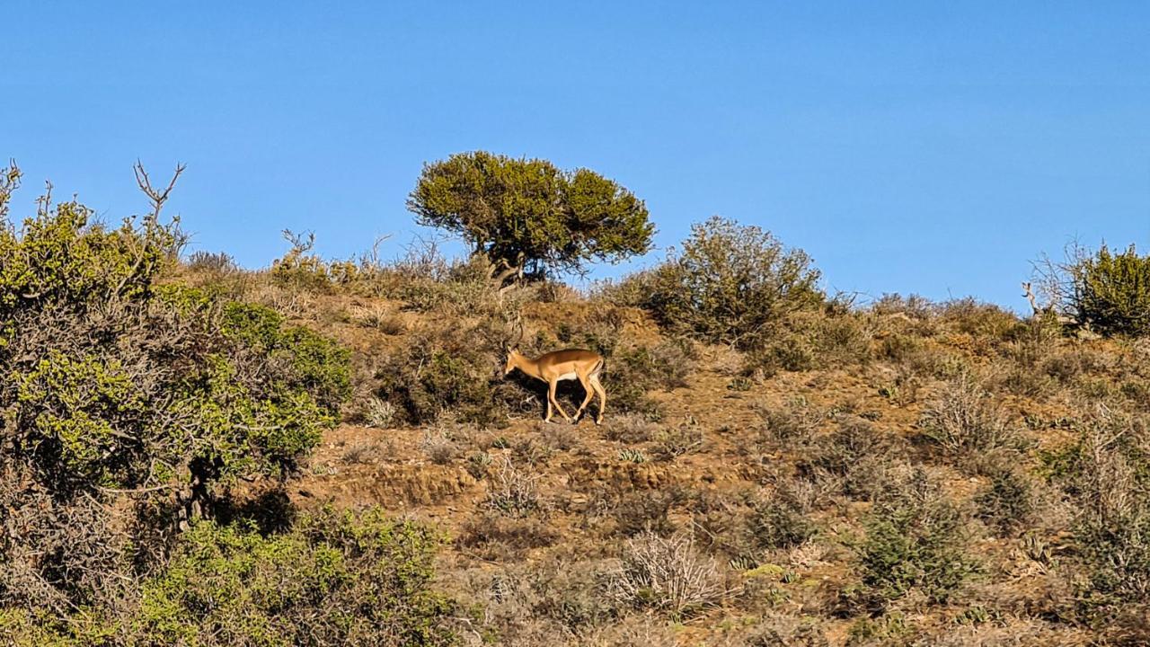 Rooiberg Wild Private Game Reserve ลาดิสมิธ ภายนอก รูปภาพ