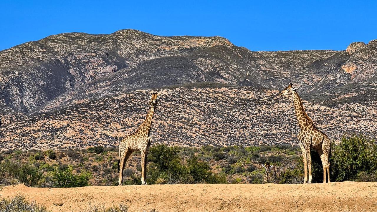 Rooiberg Wild Private Game Reserve ลาดิสมิธ ภายนอก รูปภาพ