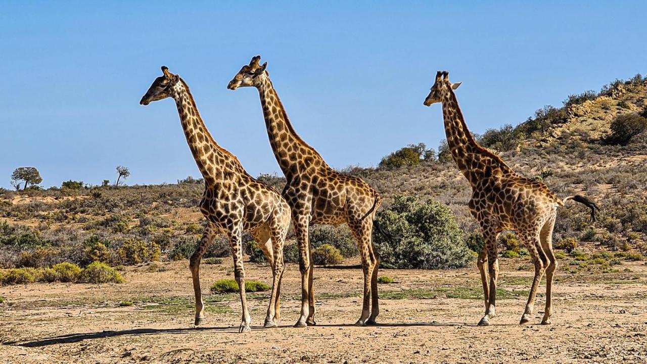 Rooiberg Wild Private Game Reserve ลาดิสมิธ ภายนอก รูปภาพ