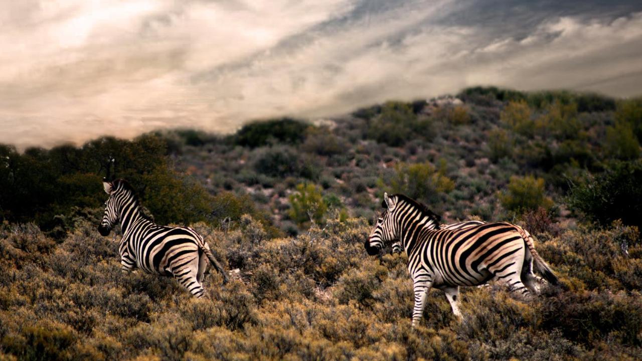 Rooiberg Wild Private Game Reserve ลาดิสมิธ ภายนอก รูปภาพ